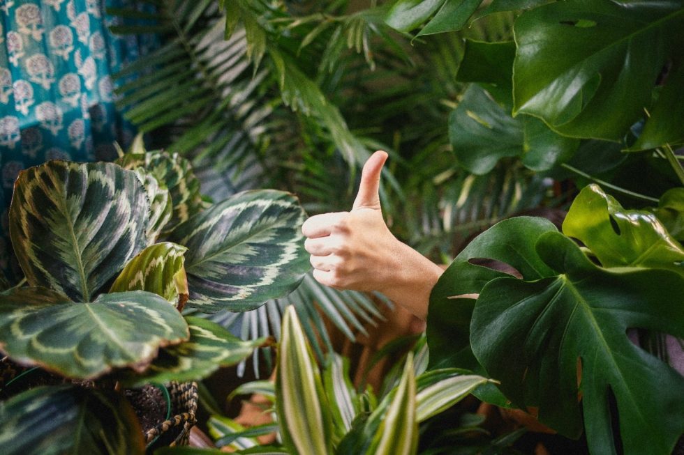 The Wonderful Benefits of Having Houseplants