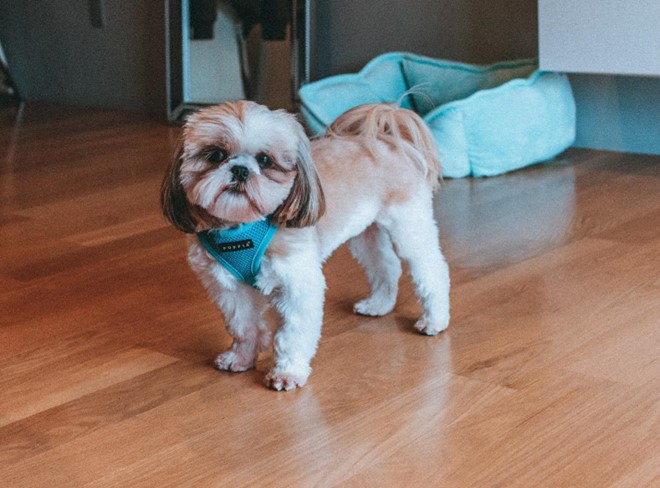 How to Maintain a Clean Home with Pets: 7 Key Tips